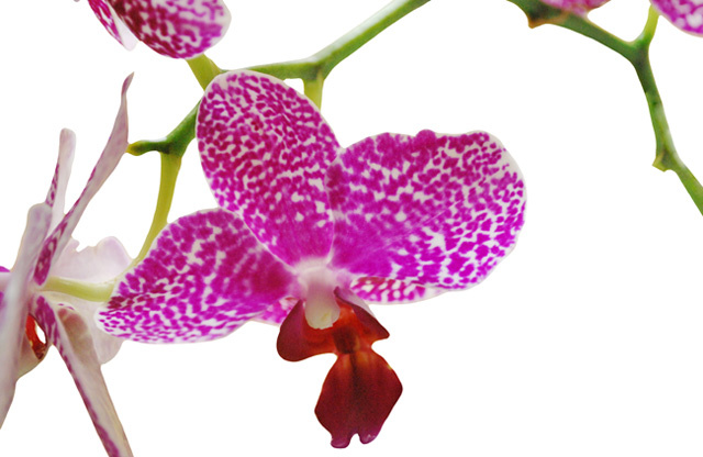 Purple Spotted Orchid on White